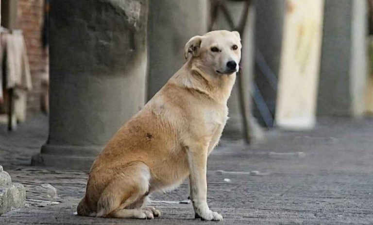 Detectan gusano barrenador ahora en un perro en SJR